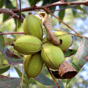 May include: Close-up of green pecans growing on a tree branch. The pecans are oval-shaped with a light green hue and a textured surface. Some brown leaves are also visible.