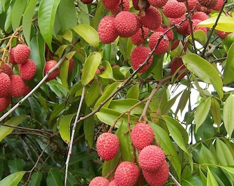 Lychee Tree Seeds: Sweet Tropical Fruit, Home Garden Growing