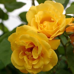 20 Yellow Climbing Rose Seeds: Fragrant Garden Perennial