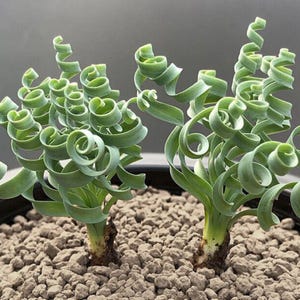 Albuca Spiralis Seeds: Rare Spiral Grass, Curly Succulent - 200 Seeds