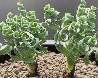 Albuca Spiralis Seeds: Rare Spiral Grass, Curly Succulent - 200 Seeds