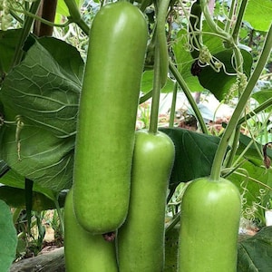 Long Bottle Gourd Seeds: Heirloom Edible & Craft Vine