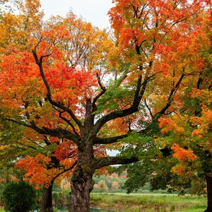 May include: A vibrant autumn landscape featuring large trees with colorful foliage. The leaves display a mix of red, orange, yellow, and green hues, creating a picturesque scene. The tree trunks are a dark brown color.