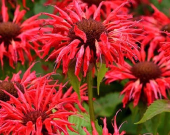 50 Bee Balm Scarlet Red Seeds, Monarda didyma, Perennial Wildflower, Hummingbird and Pollinator Magnet