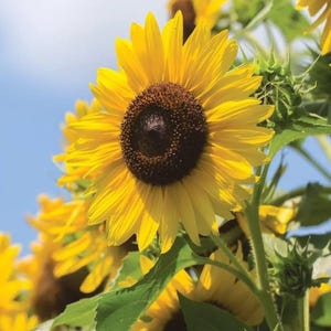 50 pcs Multi, Headed Sunflower Seeds for Planting, Rare and Stunning Garden Blooms