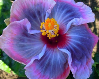 30 Blue Hibiscus Seeds: Lavender, Mauve, Purple-Blue Blooms