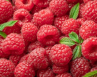 120 Organic Red Raspberry Seeds: Heirloom Berry, Garden & Container Growing