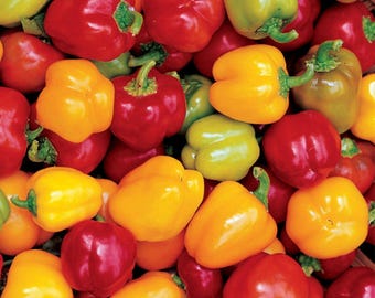 Mini Bell Pepper Seeds: Heirloom Non-GMO, Sweet & Colorful
