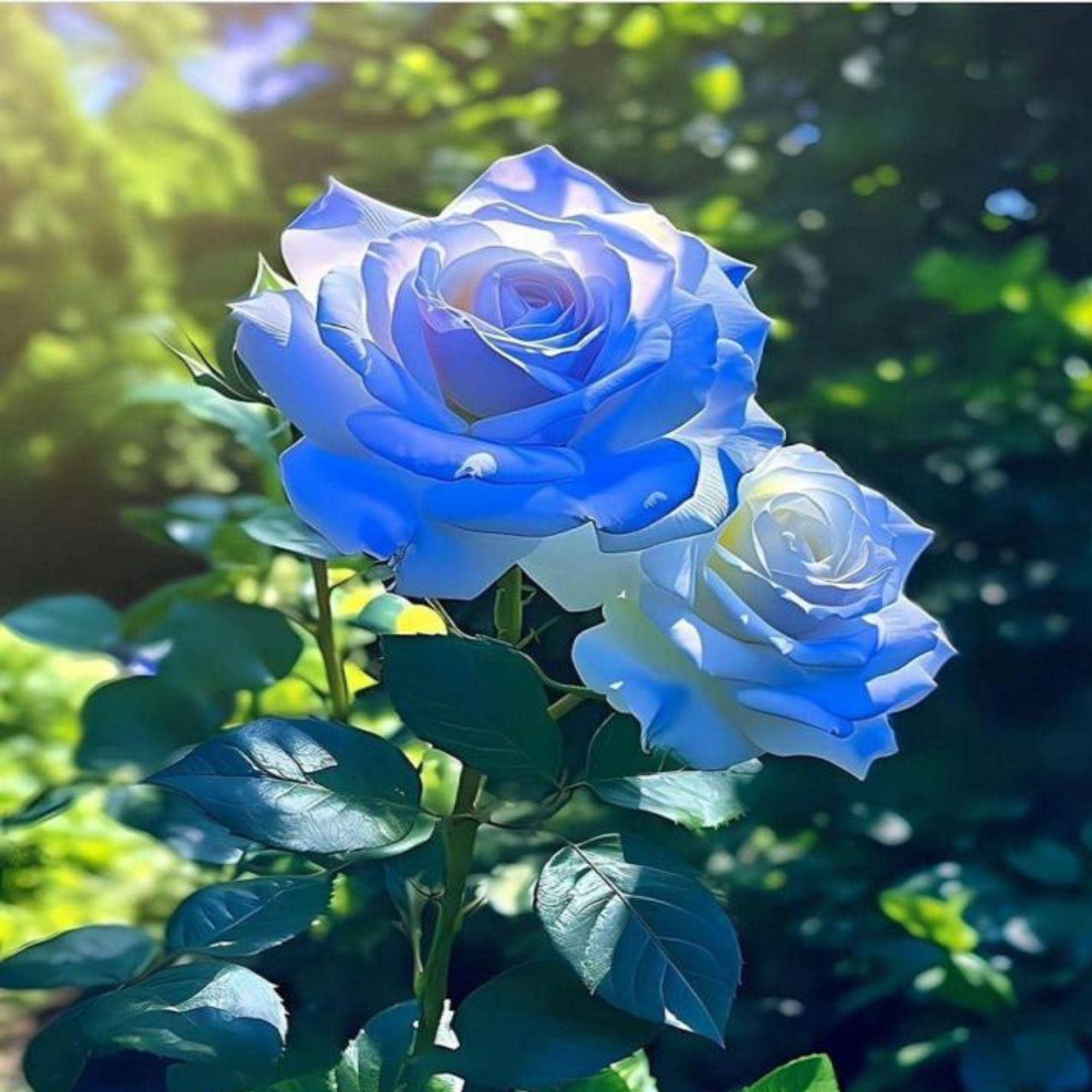 Broken Ice Blue Rose Seeds, Rare Silvery Lavender Blooms - Etsy
