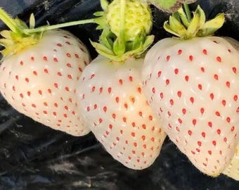 200 Rare Milk Strawberry Seeds, White Strawberry, Exotic Fruit, Sweet Garden Berry