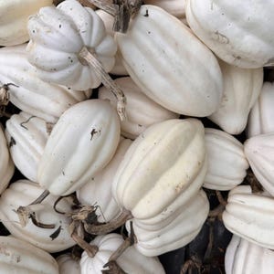 May include: A collection of white acorn squash with prominent vertical ridges and woody brown stems. The squash are clustered together, displaying smooth, pale rinds and varying oval shapes, filling the entire frame with their light color.