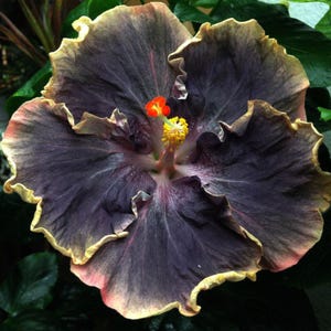 30 Rare Hibiscus Seeds: Exotic Tropical Blooms, Perennial Shrub