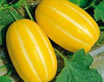 May include: Two oblong yellow melons with light yellow stripes are displayed among green leaves. The melons have a smooth, shiny surface. The image is a close-up shot of the fruit, highlighting their color and texture.