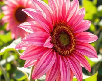 20 Pink Sunflower Seeds, Rare Colorful Organic Garden Flowers, Bonsai Variety