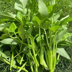 Water Spinach Seeds: Kong Xin Cai, Ong Choy - Fast Growing Asian Green