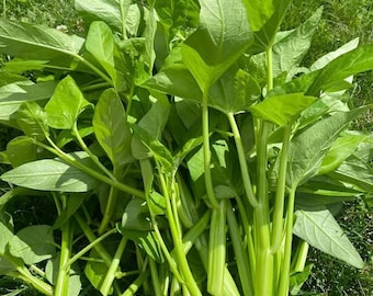 Water Spinach Seeds: Kong Xin Cai, Ong Choy - Fast Growing Asian Green