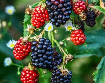 120 Organic Black Raspberry Seeds: Heirloom Non-GMO Garden Berry