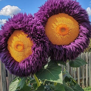 50 Rare Yellow and Purple Teddy Bear Sunflower Seeds, Giant Fluffy Double Blooms, Unique Heirloom Garden Flower