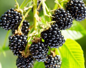May include: Close-up of a cluster of ripe blackberries on a green vine. The blackberries are a deep, shiny black, and the leaves are a vibrant green. The image is well-lit, highlighting the texture of the berries.