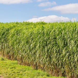 May include: A vibrant field of tall, green grass under a bright blue sky with fluffy white clouds. The grass is dense and lush, creating a natural, textured landscape. The image captures a sunny day in a rural setting.