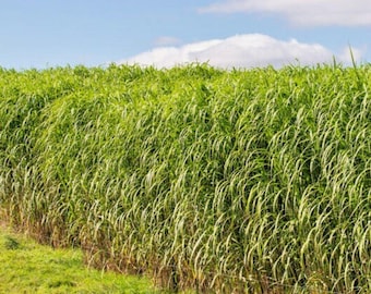 May include: A vibrant field of tall, green grass under a bright blue sky with fluffy white clouds. The grass is dense and lush, creating a natural, textured landscape. The image captures a sunny day in a rural setting.