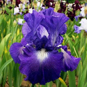 Mixed Color Iris Flower Seeds: Rare Bearded & Dutch Varieties