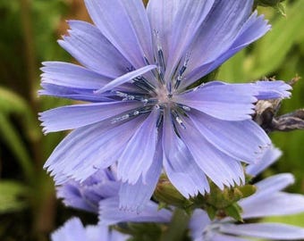 100 Chicory Seeds, Purple Perennial Wildflower, Edible Roots and Coffee Substitute