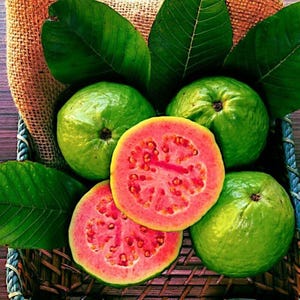50 Tropical Strawberry Guava Organic Pink Guava Seeds, Rare Exotic Fruit Tree, Sweet Tropical Guava for Home Garden and Container Growing