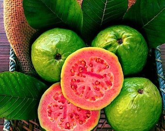 50 Organic Strawberry Guava Seeds, Exotic Fruit Tree for Home Garden