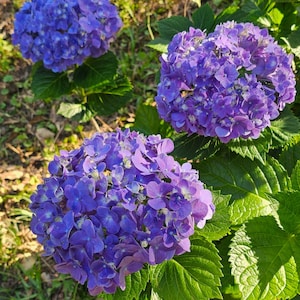 25 Blue Pink Purple Hydrangea Seeds, Color Shifting Blooms, Perennial Shrub for Garden Borders and Pot