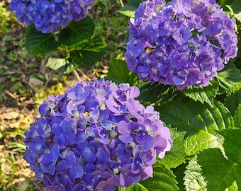 Color Shifting Hydrangea Seeds: Blue, Pink, Purple Perennial Shrub