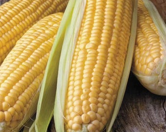 Golden Bantam Corn Heirloom Seeds: Sweet Yellow Non-GMO