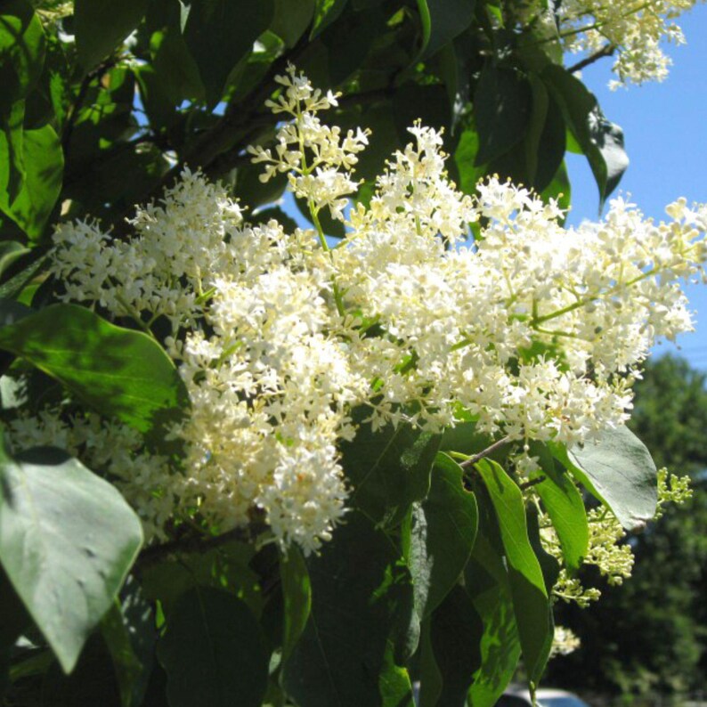 Japanese Lilac Tree Seeds, Ivory Silk | Elegant White Summer Blooms ...