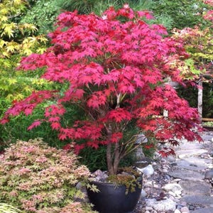 25 Red Japanese Maple Seeds, Acer palmatum, Rare Ornamental Tree, Non GMO Fall Foliage Plant