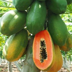 50 Red Heart Creamy Papaya Seeds, Sweet Tropical Fruit Tree, Non GMO Edible Seeds for Home Garden and Orchard