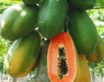 Red Heart Papaya Seeds: 50 Non-GMO Tropical Fruit Tree Seeds