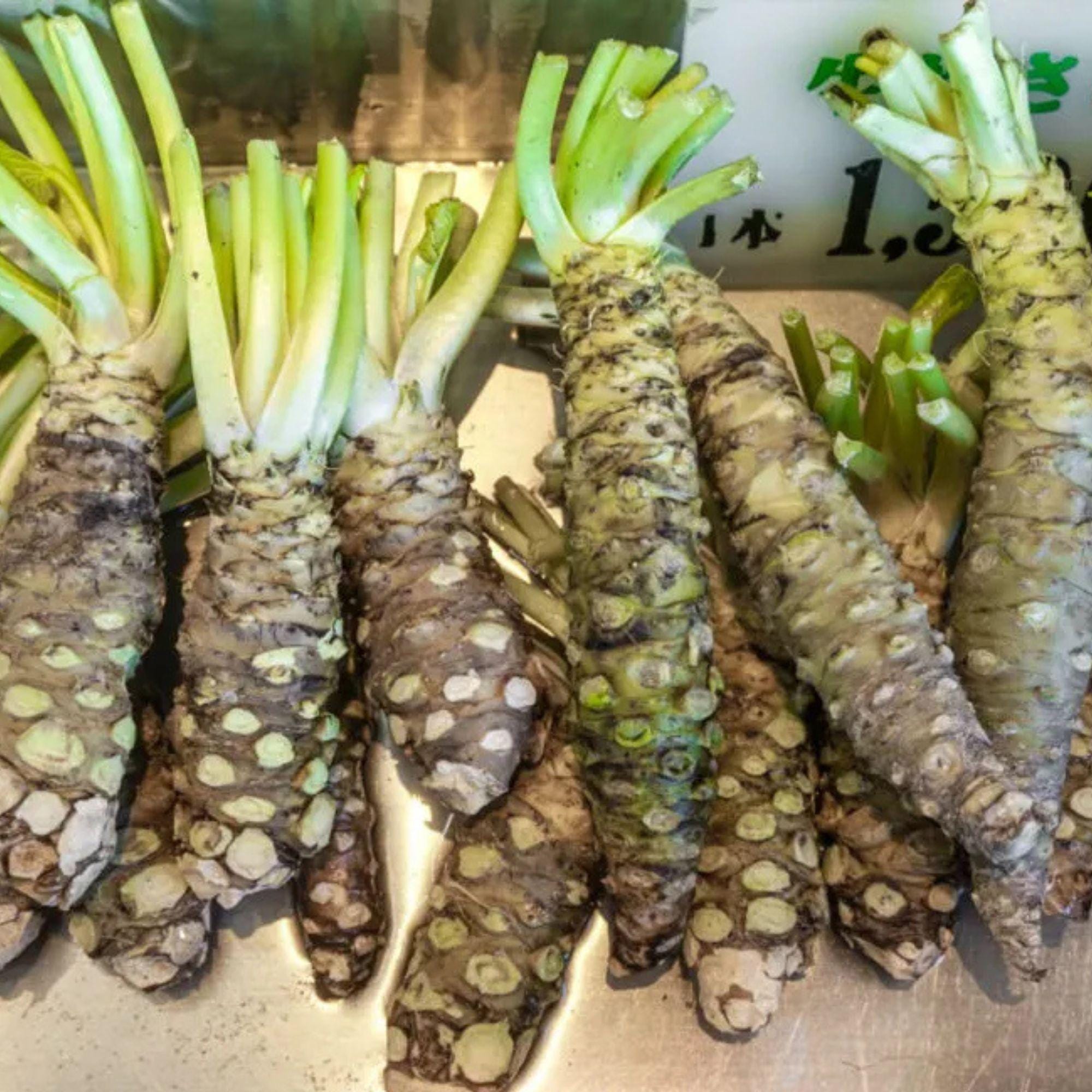 Wasabi Japonica Seed - Etsy