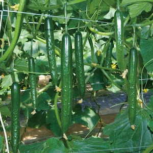 Asian Suyo Long Cucumber Seeds: Non-GMO Heirloom Vegetable