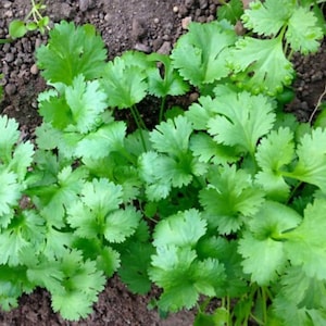 1000 Cilantro Seeds, Heirloom Coriander Herb for Culinary and Medicinal Use, Fast Growing Annual for Gardens and Pots