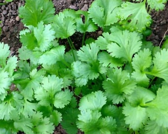 1000 Cilantro Seeds: Heirloom Coriander Herb, Culinary & Medicinal Use