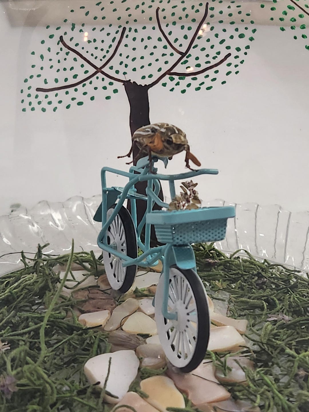 Ten-lined June Bug Beetle Riding Bicycle Under Glass Dome Miniture ...