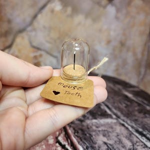 Expositor de dientes de ratón en miniatura, cúpula de cristal