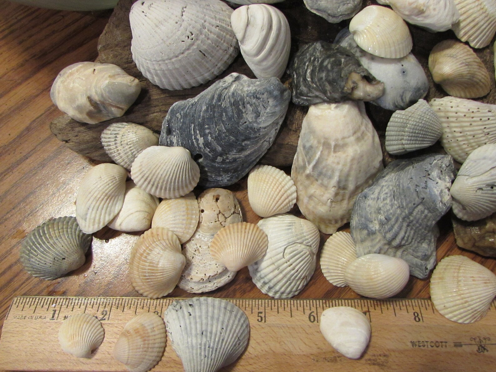 Assorted Sea Shell Mix Beach Seashell Sea Shells Wedding - Etsy
