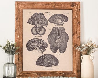 Framed Anatomy Wall Art, Vintage Brain Anatomy Chart, Doctor Office Decor, Medical Student Gift