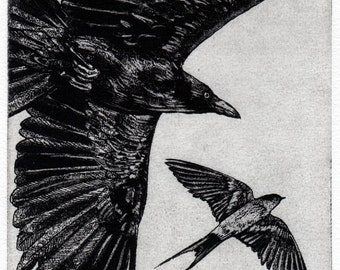 Holiday Gift. Raven artwork , crow,   Swallow,  Aesop Fables,  etching, Crow Wall Art, Raven Art,  Wildlife Décor