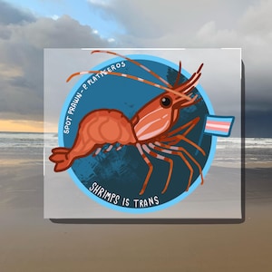 Puede incluir: Ilustración gráfica de un camarón manchado, P. platyceros, en un círculo azul con el texto "Shrimps is trans". El camarón es naranja con rayas rojas y una pequeña bandera con los colores del orgullo transgénero.