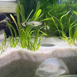 Observation Cave, Aquarium Cave, Hide For Bottom Feeders, Aquarium Shrimp Dome Shelter, Aquarium & Terrarium Decor, Fish, Shrimp or Reptiles