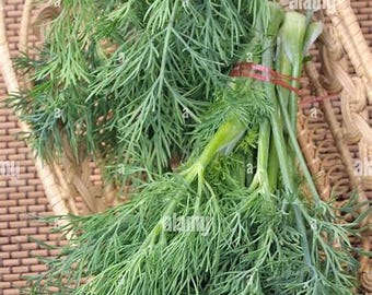 1500 Dill Herb Seeds – Anethum Graveolens, Growing Instructions