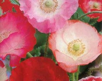 Flower Seed Bundle, Poppies, Sunflower, Hollyhock, Cornflower