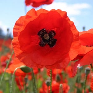 5000 Red Poppy Seeds – Flanders Poppy, Wildflower Garden (Pictorial Packet)